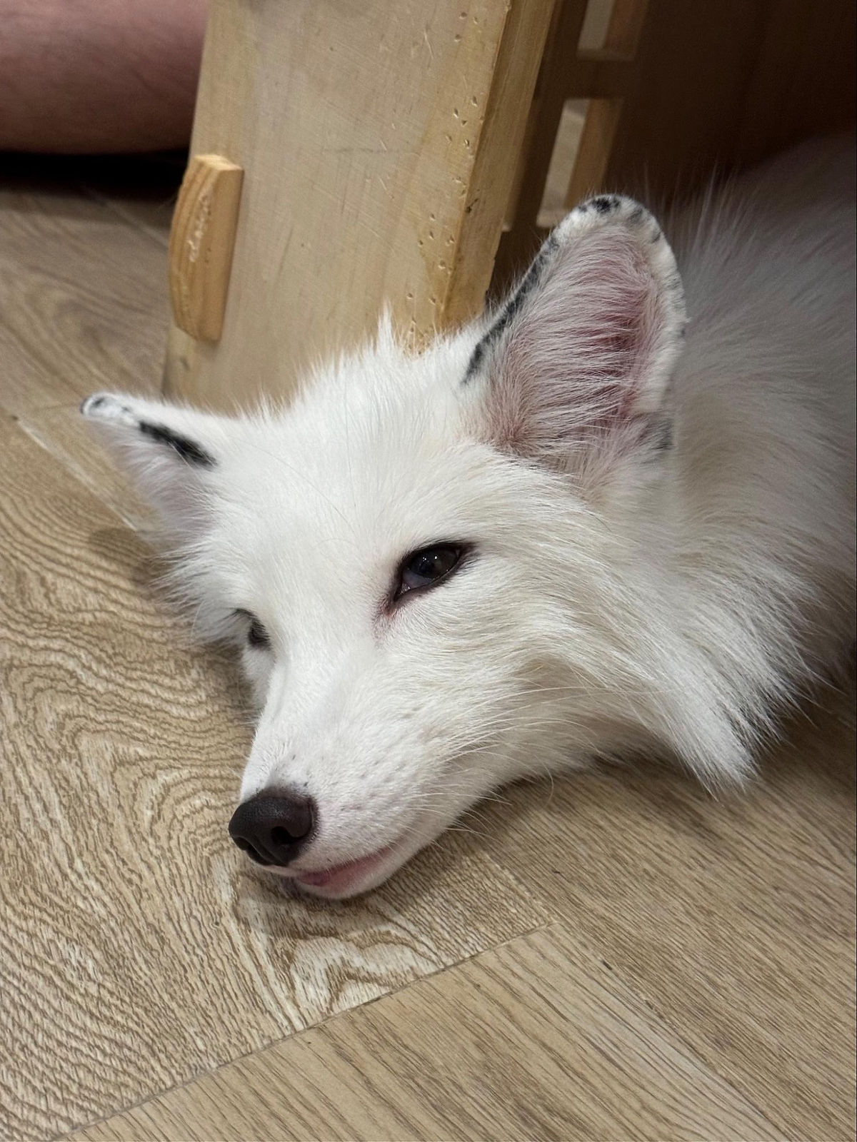 Fox
