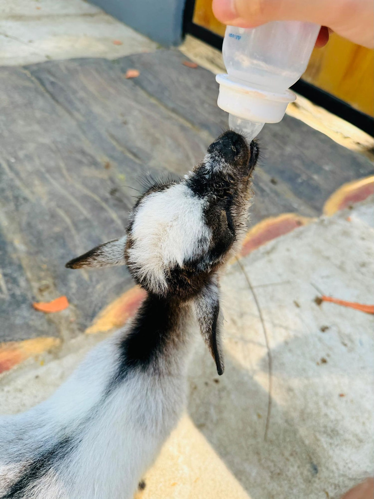 Baby Goat bottle feeding in Bangkok