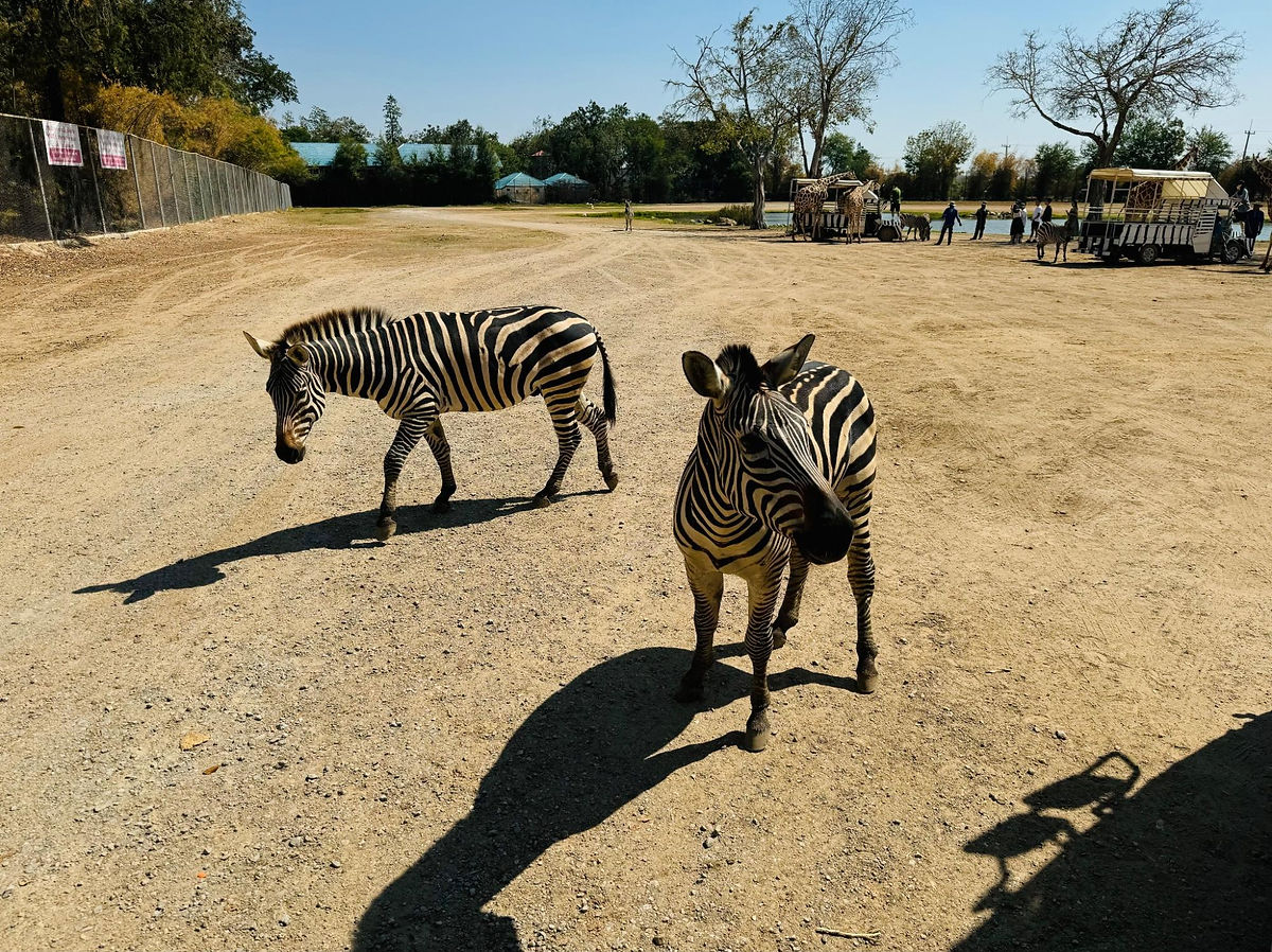 Zebra in Bangkok Zoo