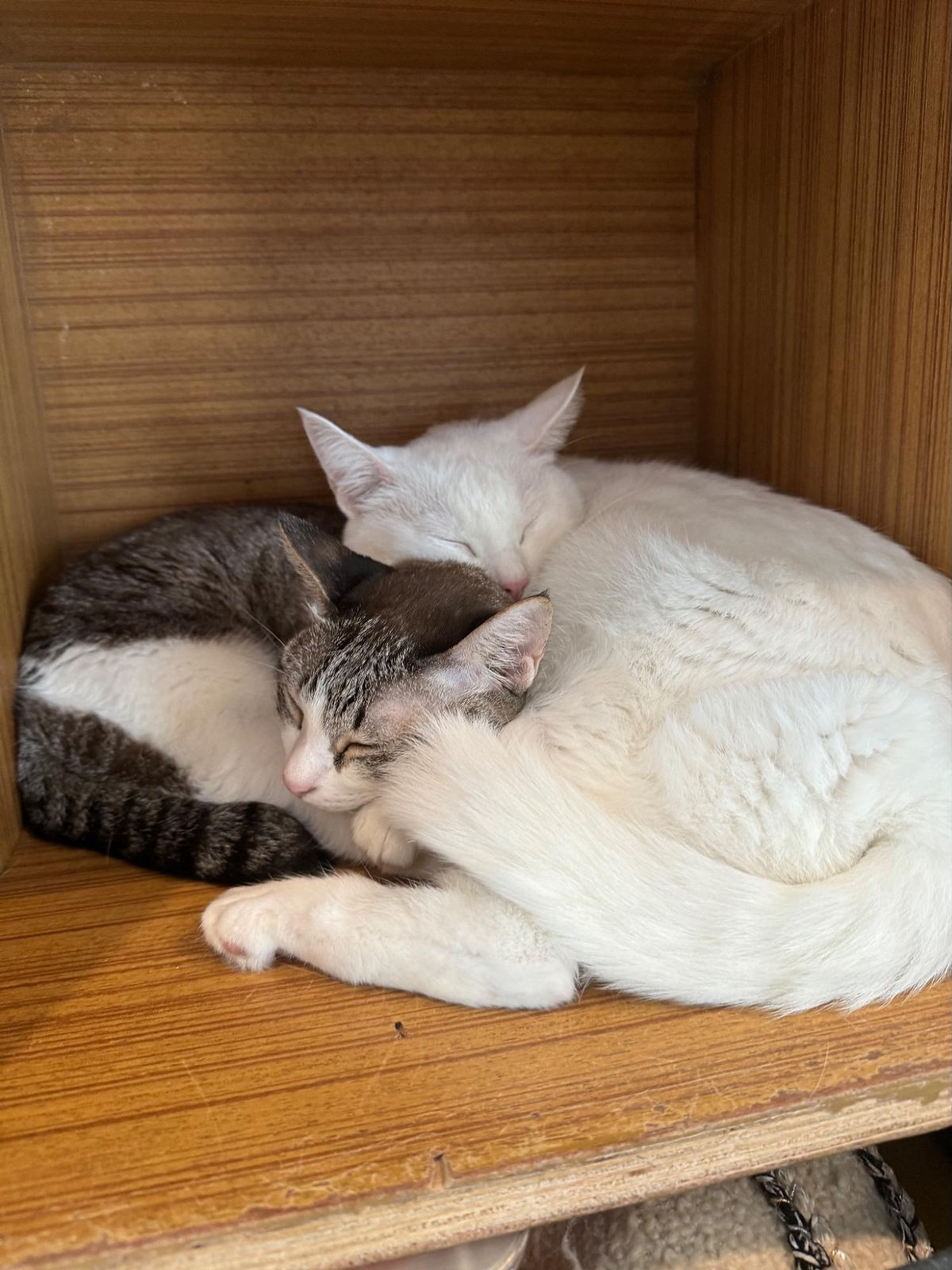 Two cats sleeping