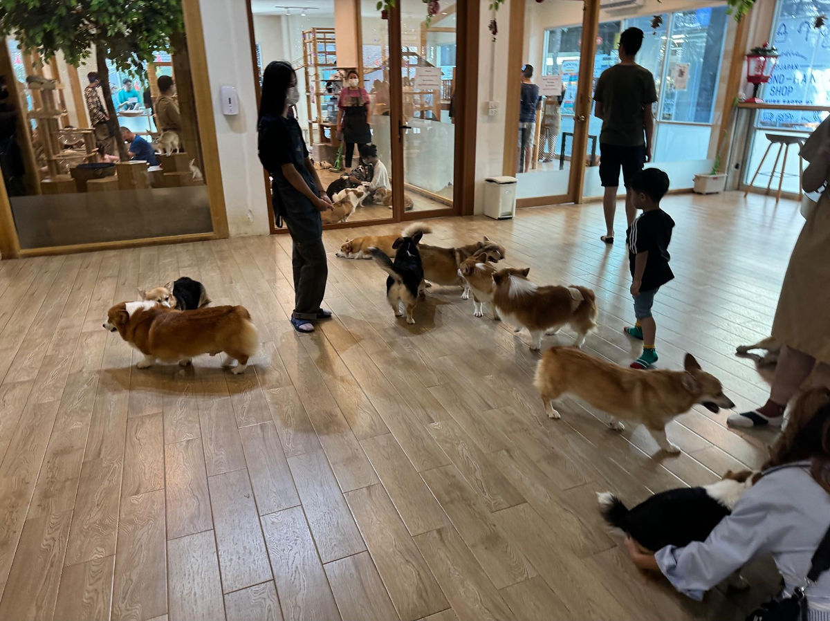 Dogs at the cafe