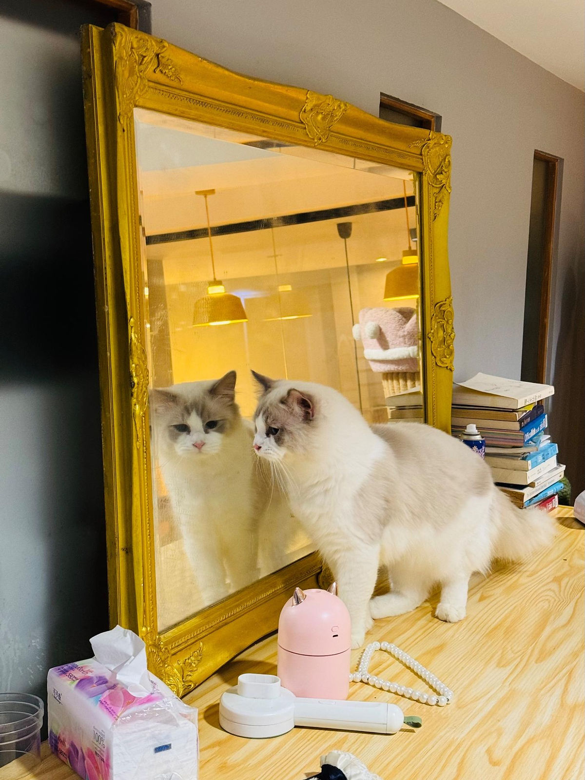 Cat looking at itself in mirror