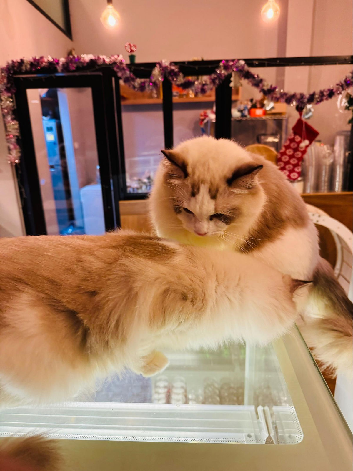 Cat looking at each other lovingly