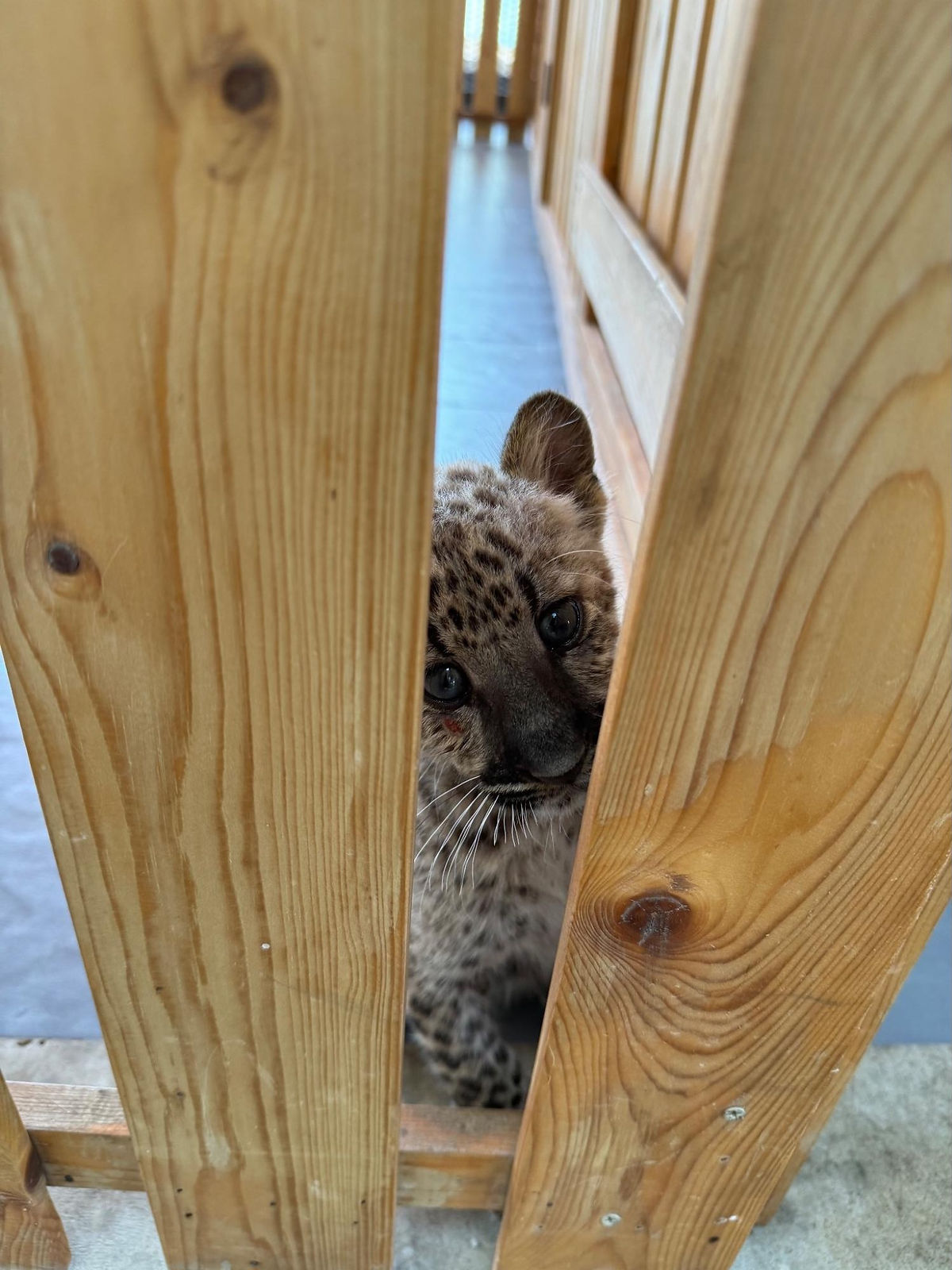 Leopard Cub in Bangkok zoo
